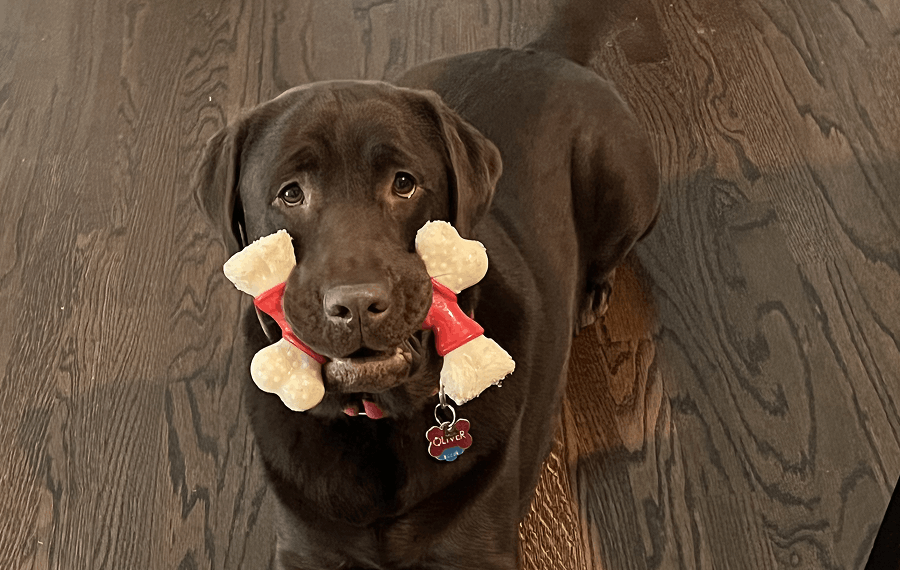 Oliver Brand Lab Gear Office Pup